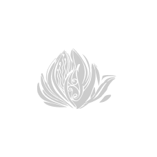 Монобукет из 25 роз Плайя Бланка с эвкалиптом