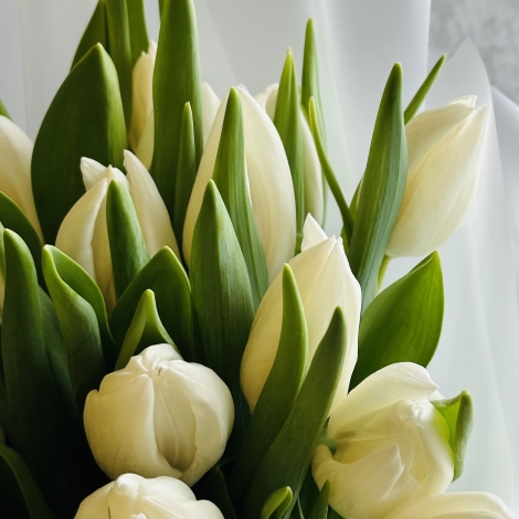Букет из белых тюльпанов
