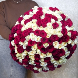 Букет из 101 красной и белой розы, 60 см