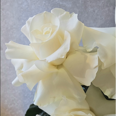 Букет из белых французских роз