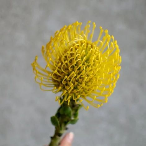 Леукоспермум